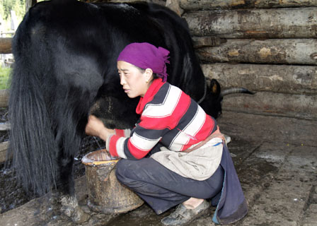 Tibetan woman milking a yak Tibet Spring Brook Ranch